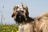 SHIH TZU 303